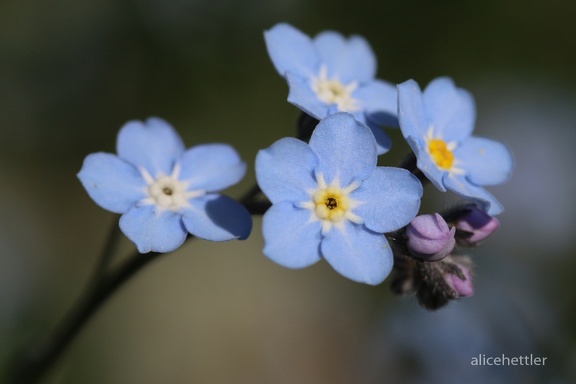 Wald-Vergissmeinnicht (Myosotis sylvatica)